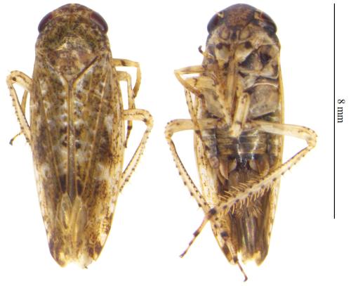 Réf. 311 735 : Allygidius atomarius
